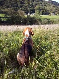 Rear view of dog on field