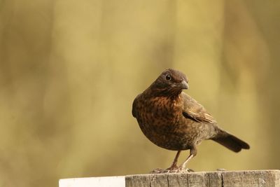Close-up of a female blackbird perching on wood