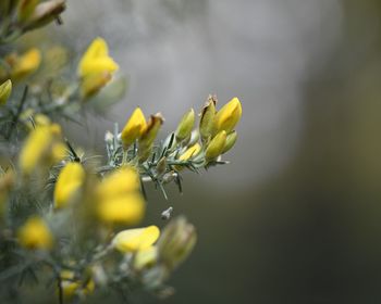 Close-up of yellow flowering plant