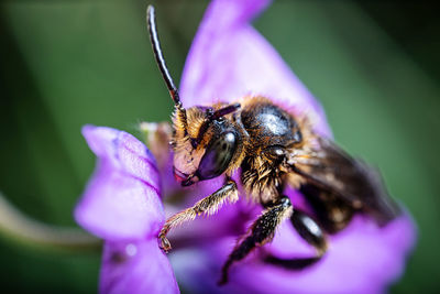 Close-up of bee on purple flower