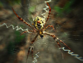 Close-up of spider on web