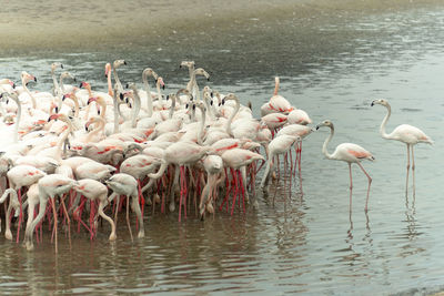 Flock of birds in lake