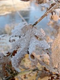 Close-up of frozen plant on land