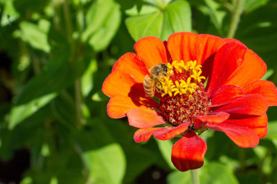 Close-up of honey bee on red flowering plant