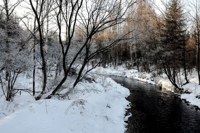 Snow covered trees in forest