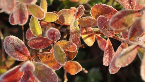 Close-up of snow covered leaves