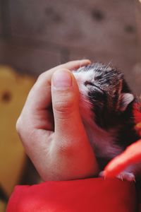 Cropped hand of person holding kitten