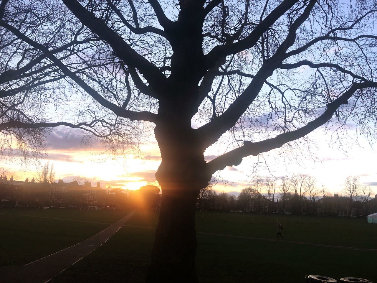 sunset, sky, tree, plant, silhouette, beauty in nature, nature, bare tree, sun, tranquility, sunlight, land, cloud - sky, field, landscape, scenics - nature, tranquil scene, branch, orange color, outdoors, no people