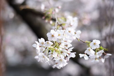 White apple blossoms in spring