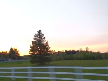 Trees on field against sky during sunset