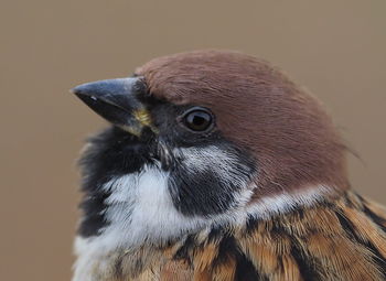 Close-up of a bird looking away