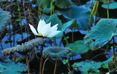 Close-up of lotus water lily in pond