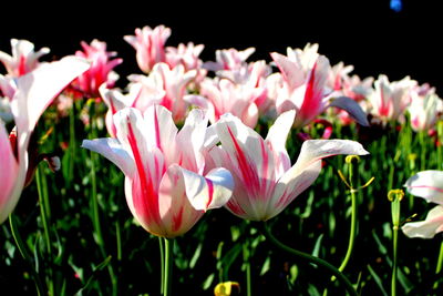 Close-up of pink flowers blooming outdoors