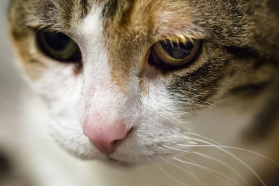 Close-up portrait of cat