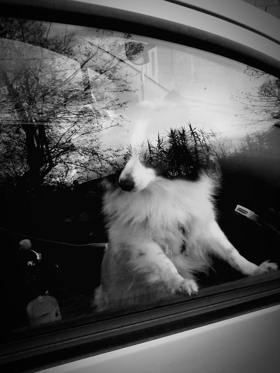 animal themes, one animal, pets, indoors, glass - material, domestic animals, window, transparent, mammal, looking through window, domestic cat, cat, transportation, close-up, car, reflection, no people, mode of transport, vehicle interior, window sill