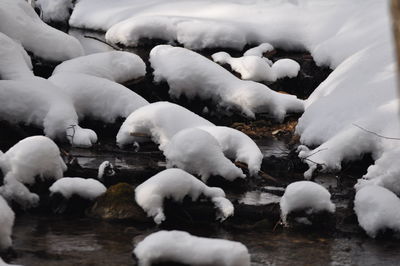 Close-up of swans swimming in lake