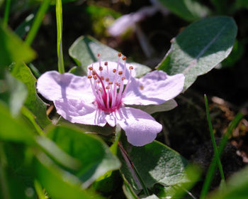 Close-up of purple flowering plant