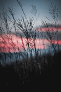 Close-up of silhouette plants on field against sky during sunset