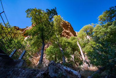 Low angle view of trees against clear blue sky