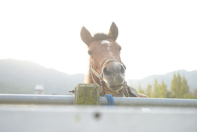 View of a horse against clear sky