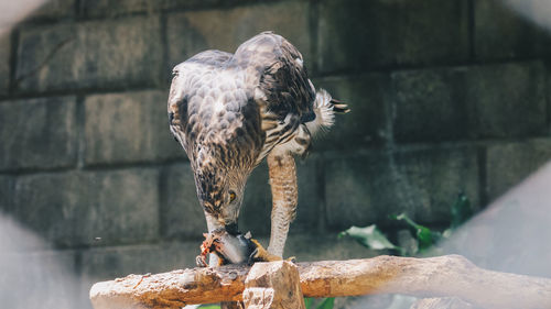 View of a bird drinking from a rock