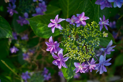 Close-up of purple flowering plants