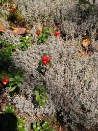 Close-up of berries growing on plant