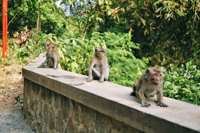 Monkeys sitting 