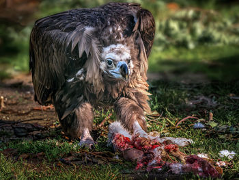 Close-up of owl on land