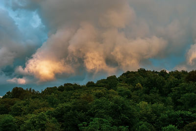 Scenic view of forest against sky