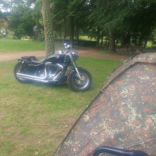 tree, land vehicle, transportation, grass, mode of transport, bicycle, park - man made space, car, metal, sunlight, day, outdoors, stationary, wheel, field, absence, green color, no people, park, growth