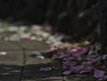 Close-up of pink flowers on footpath