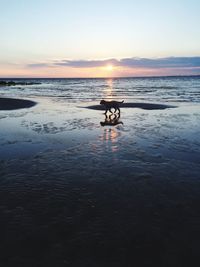 Silhouette dog walking at beach against sky during sunset