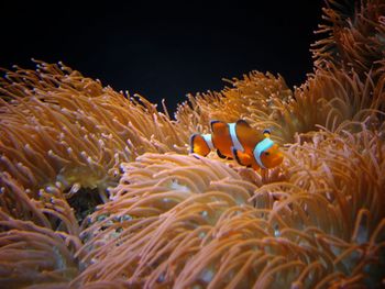 Close-up of fish swimming in sea