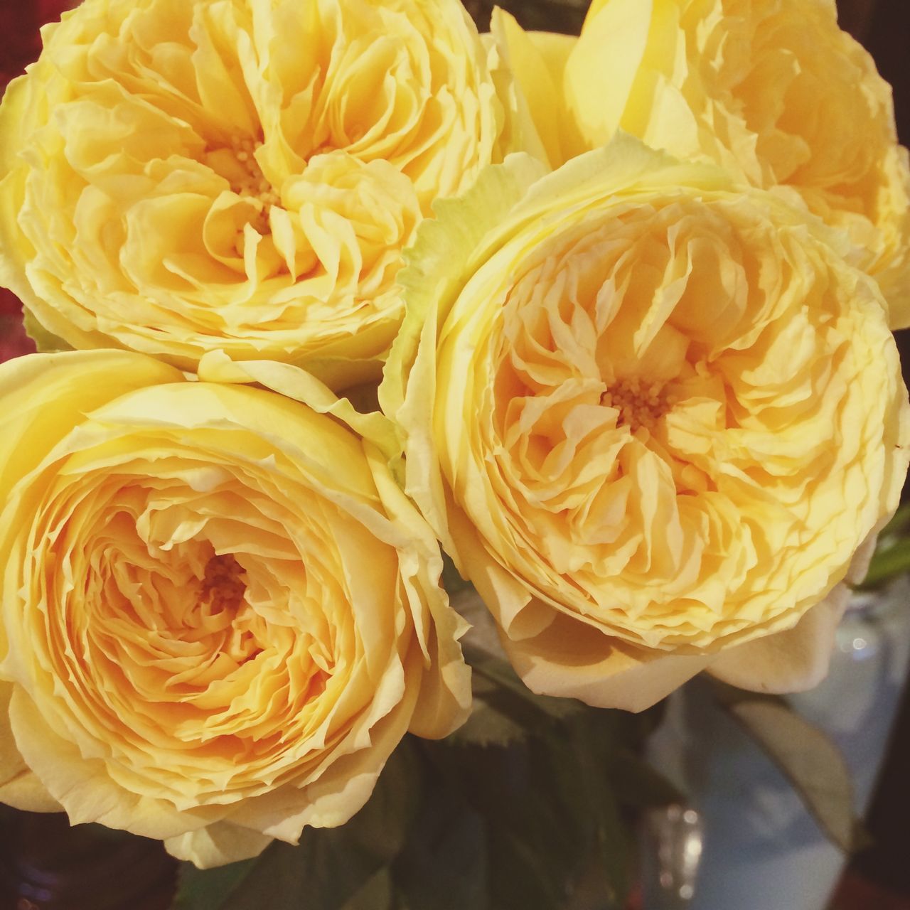 flower, freshness, petal, rose - flower, flower head, indoors, close-up, fragility, yellow, beauty in nature, rose, focus on foreground, no people, orange color, nature, high angle view, blooming, growth, day, still life