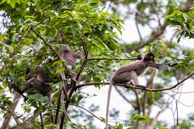 Low angle view of monkey on tree