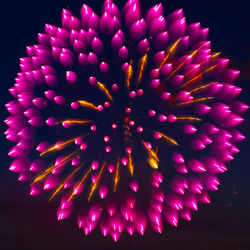 Close-up of illuminated pink flower