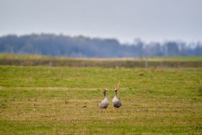 View of birds on field