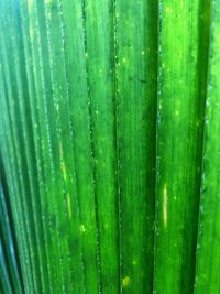 Full frame shot of wet green leaf