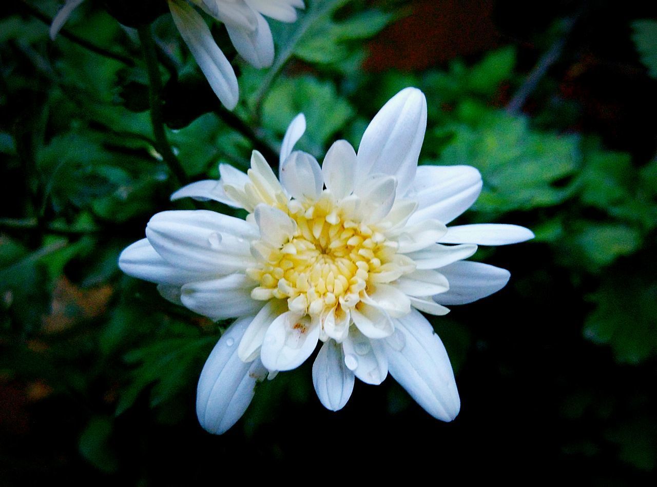 CLOSE-UP OF WHITE ROSE FLOWER