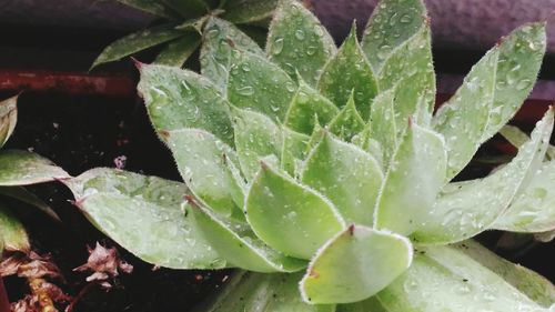 Close-up of wet plant leaves during rainy season