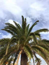 Low angle view of palm trees against cloudy sky