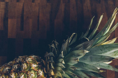 Close-up of succulent plant in water