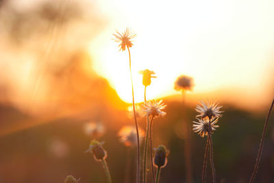 Close-up of flowering plant against sky during sunset