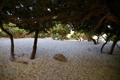 Trees on beach against sky