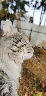 Close-up of cat