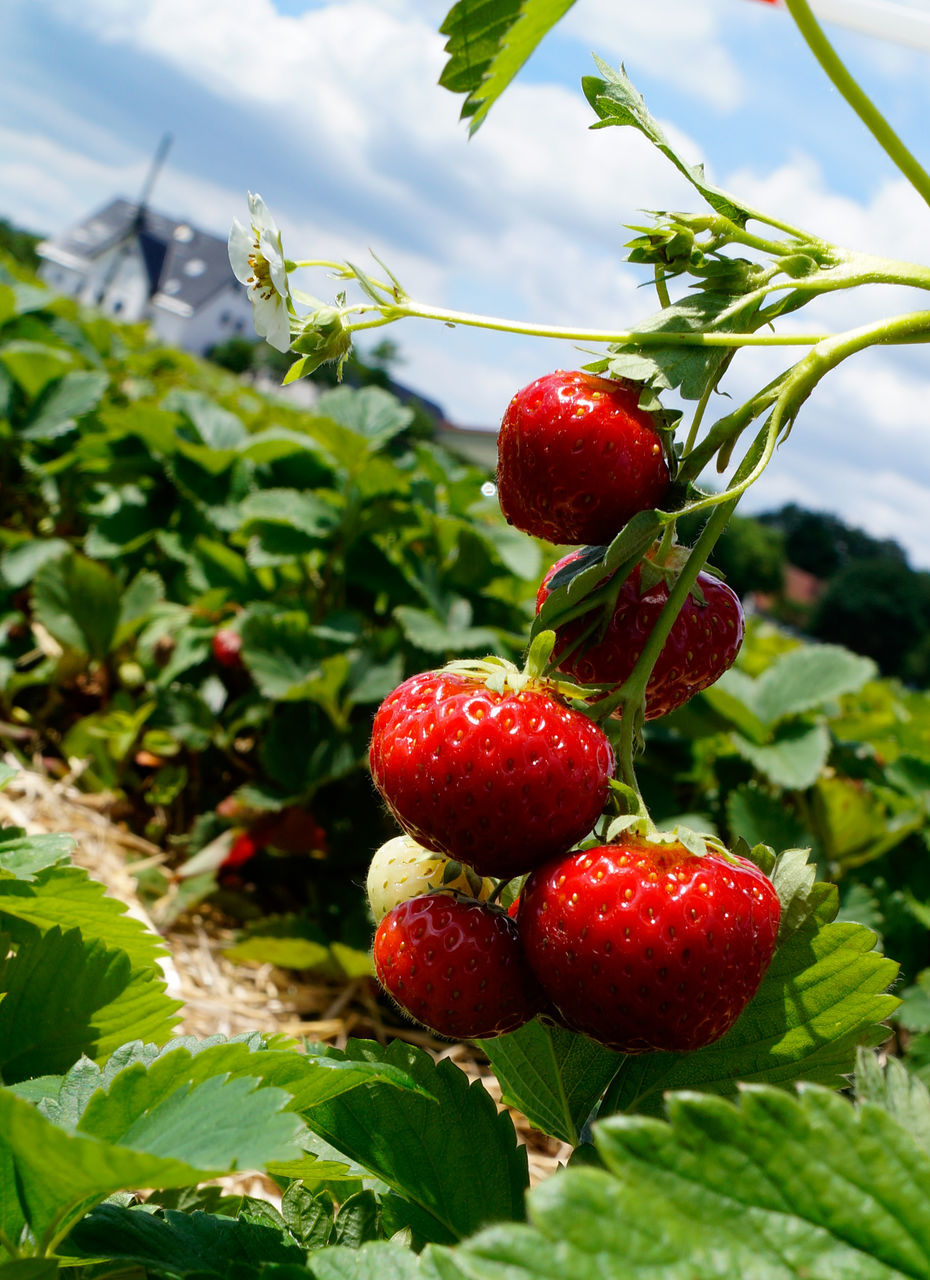 fruit, healthy eating, food and drink, leaf, food, plant part, berry fruit, red, plant, freshness, growth, wellbeing, nature, close-up, tree, day, no people, green color, focus on foreground, ripe, outdoors