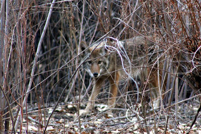 View of an animal in forest