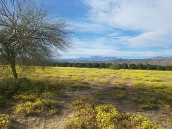 Scenic view of field against sky