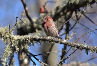 Low angle view of bird perching on branch